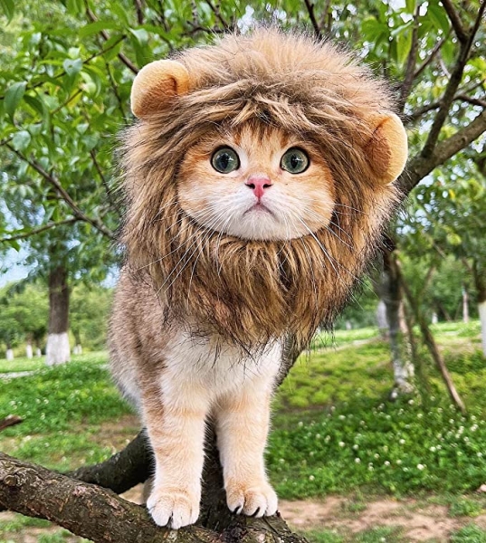 RosyLife Lion Mane Wig for Cat Costume Pet