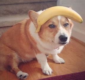 can dogs eat bananas?can dogs eat strawberries?