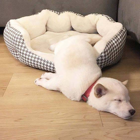 Plush Satin Dog Bed