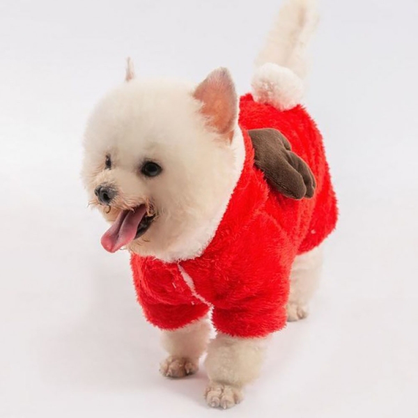 Should dogs wear clothes in the winter