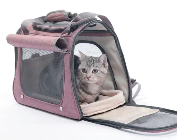 How to get cat in carrier - Blog - 1